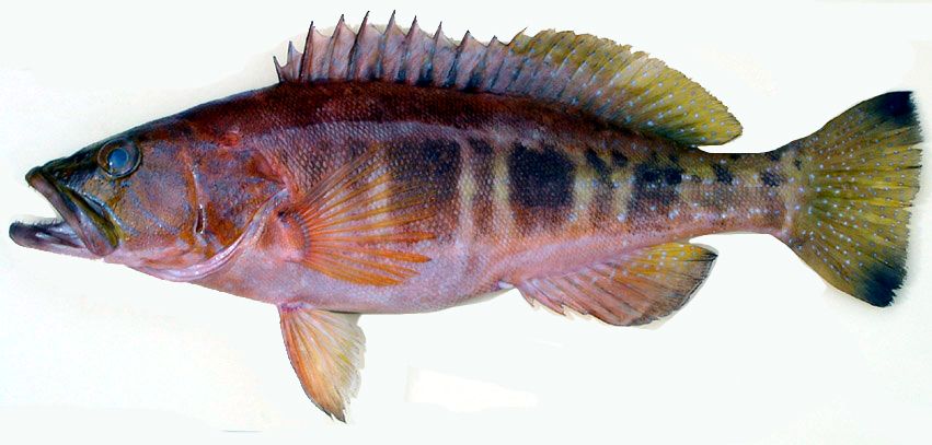 Serranus atricauda_02.jpg
